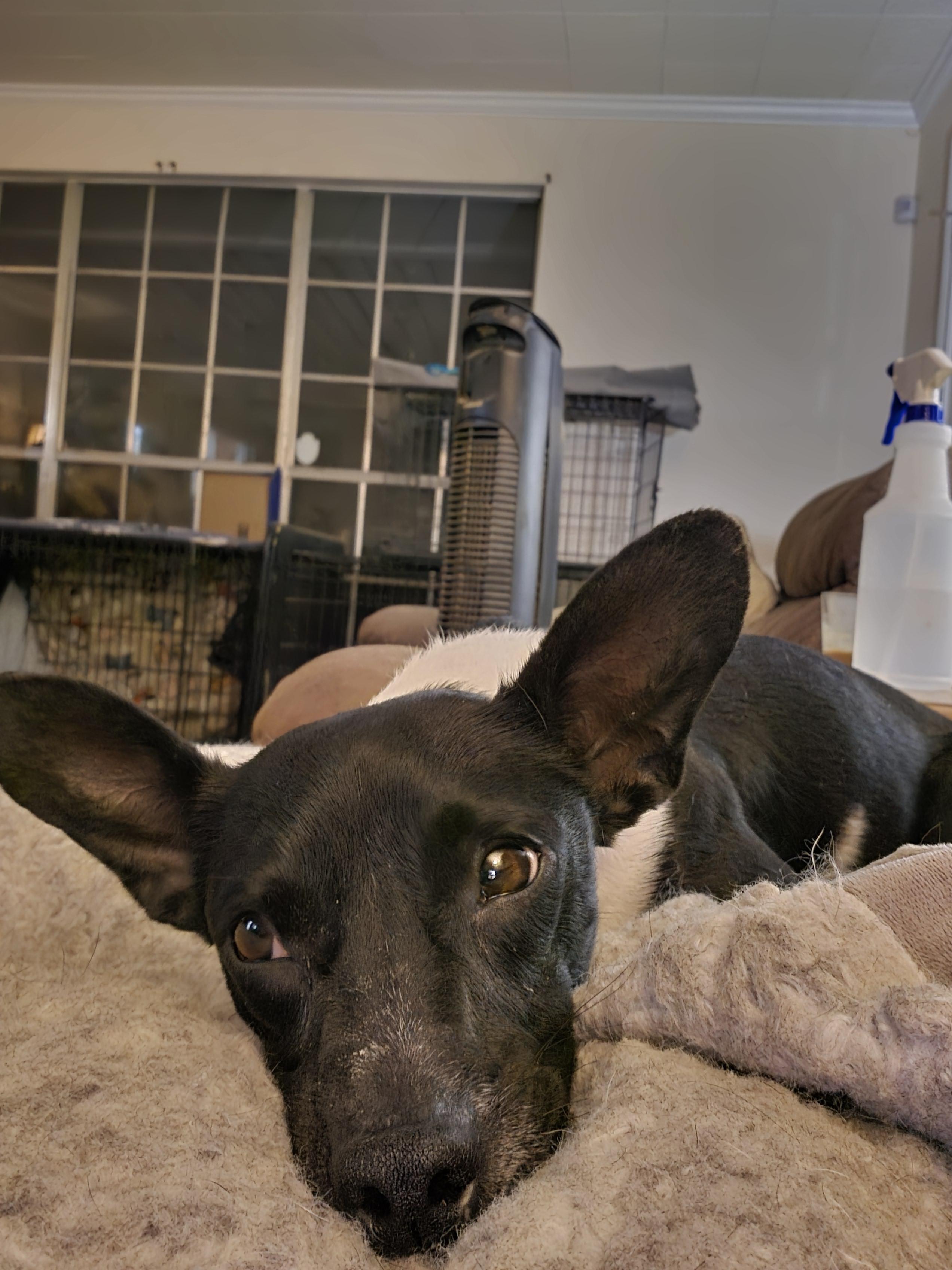 Radar, a Adoptable mixed breed in Baker, LA image 5/5