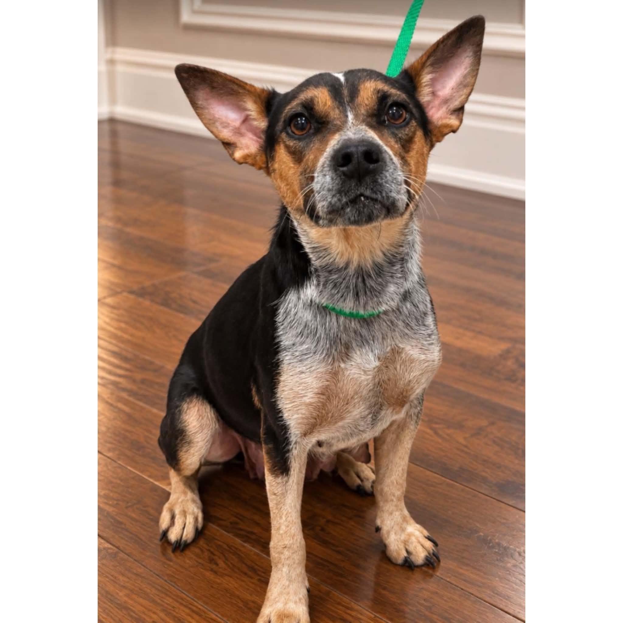 Penny, Adoptable, Young Female Australian Cattle Dog / Blue Heeler & Beagle.