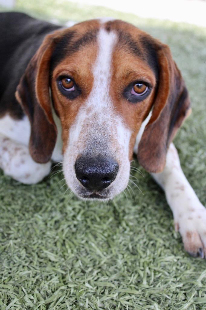 Beagle, a Adoptable Beagle in Morgantown, KY image 2/2