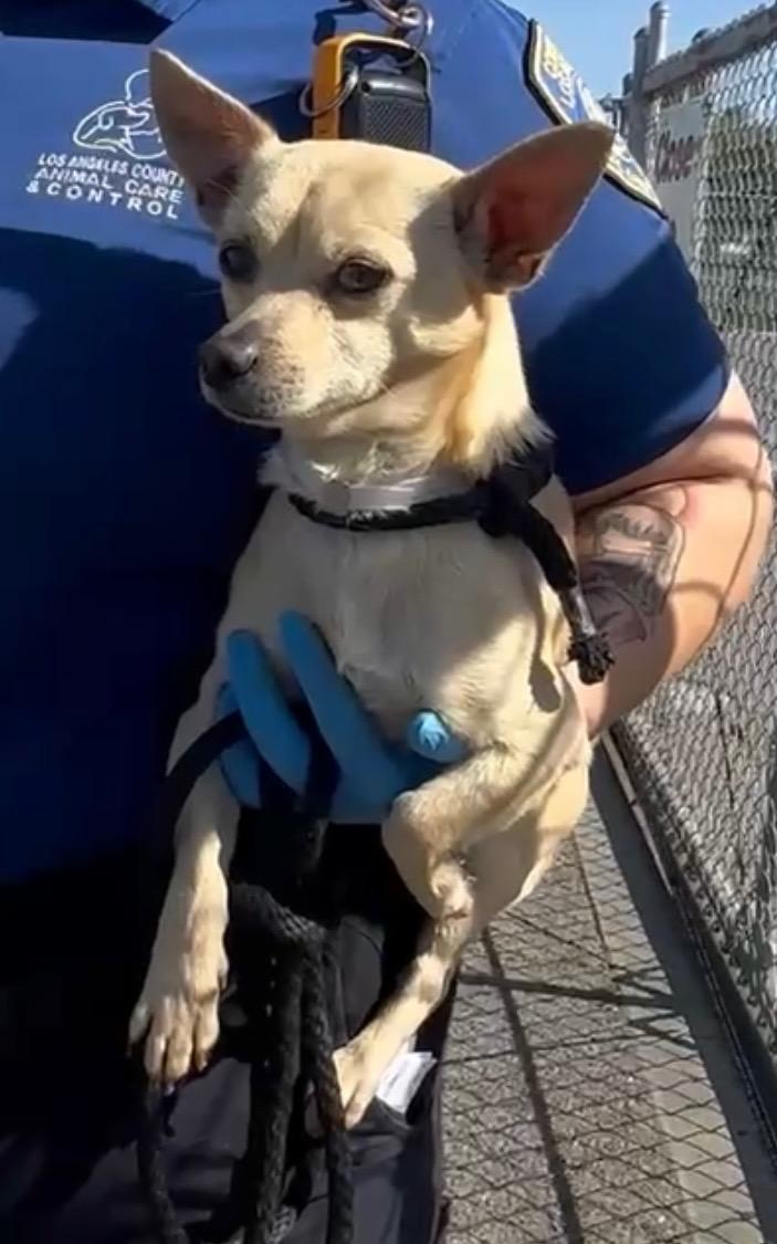 Enlarge Jalapeno, an adopted Chihuahua in San Diego, CA image 2/5