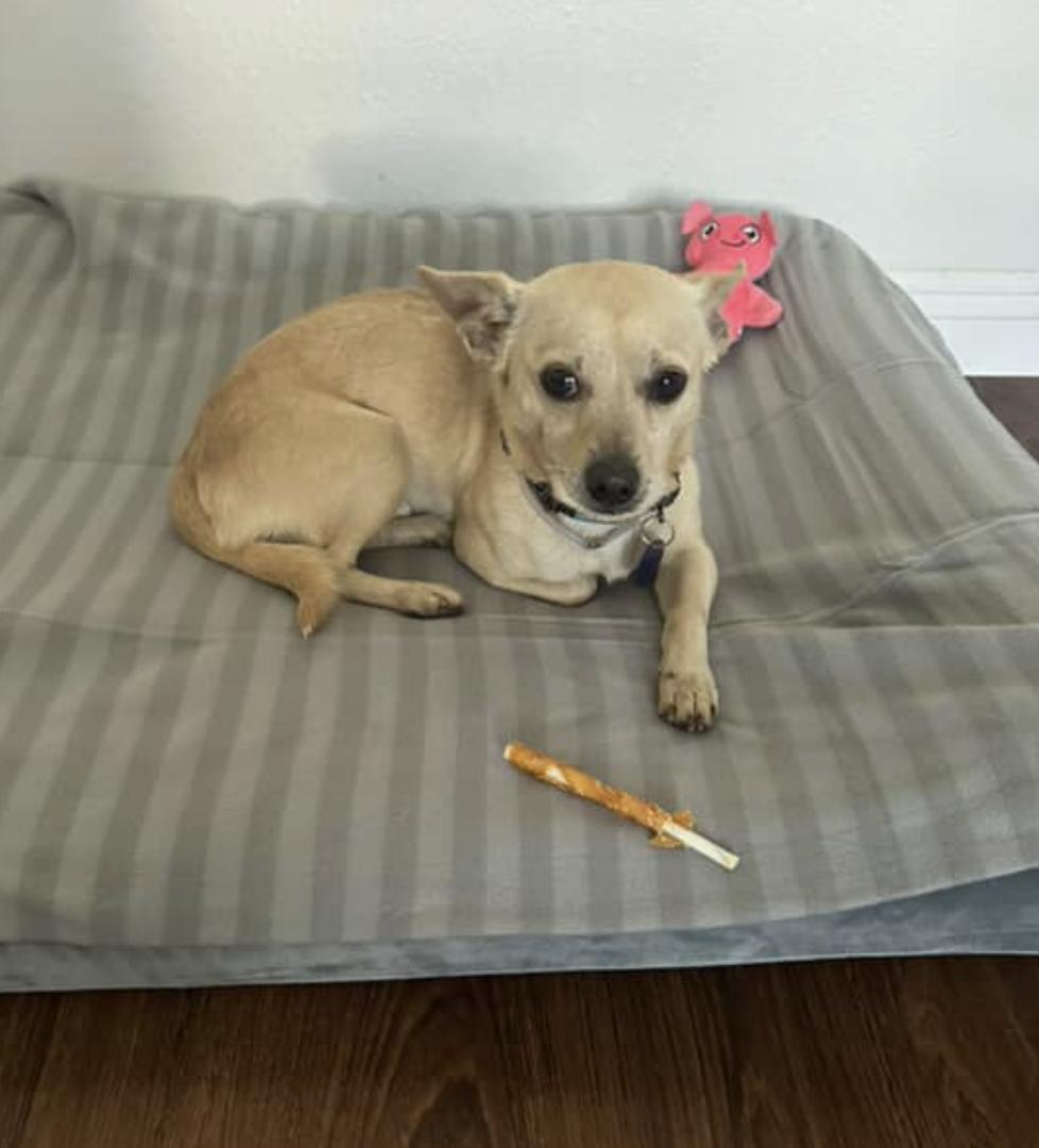 Enlarge Jalapeno, an adopted Chihuahua in San Diego, CA image 5/5