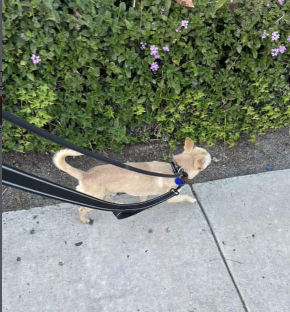 Enlarge Jalapeno, an adopted Chihuahua in San Diego, CA image 3/5