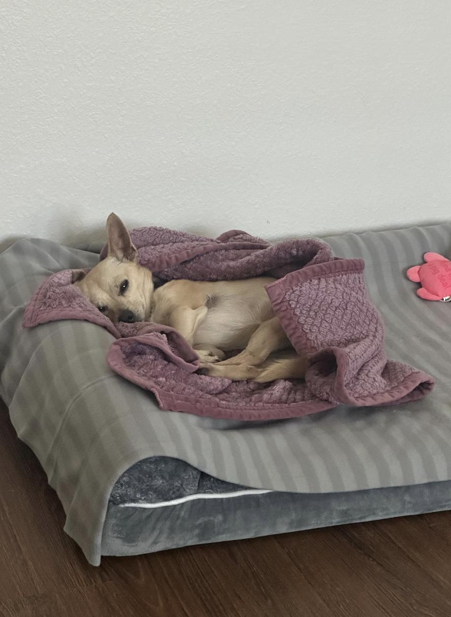 Enlarge Jalapeno, an adopted Chihuahua in San Diego, CA image 4/5