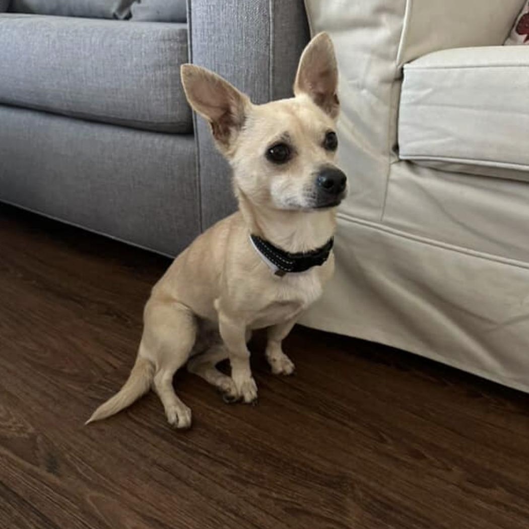 Enlarge Jalapeno, an adopted Chihuahua in San Diego, CA image 1/5