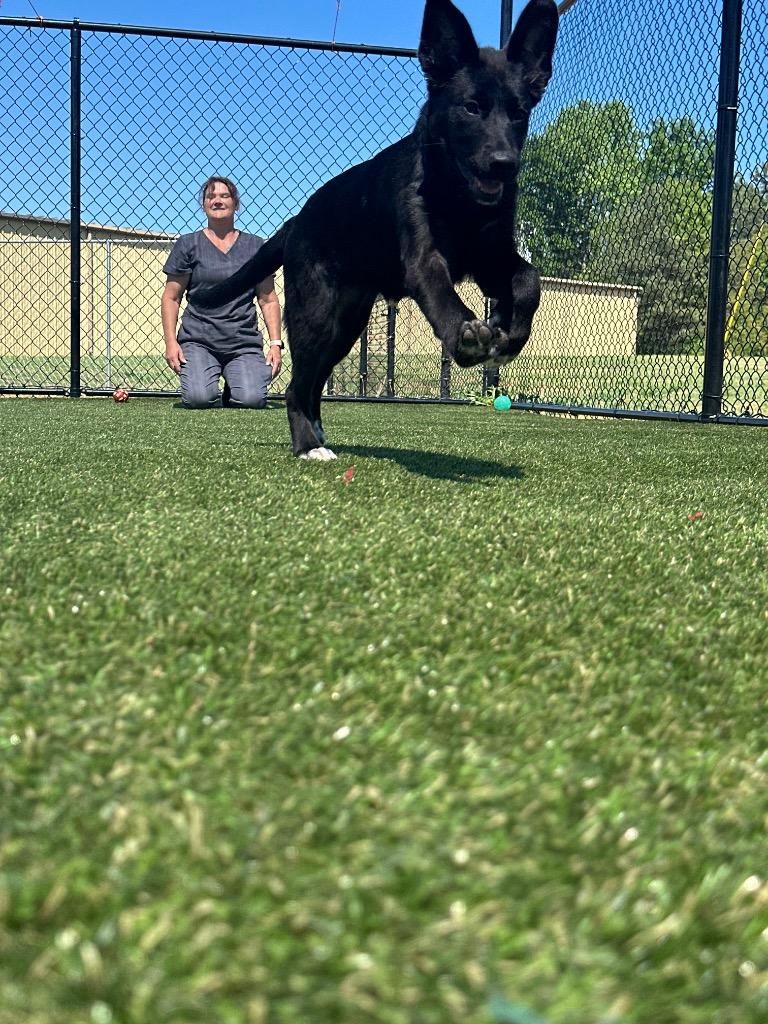 Swig, Adoptable, Puppy Female Labrador Retriever.