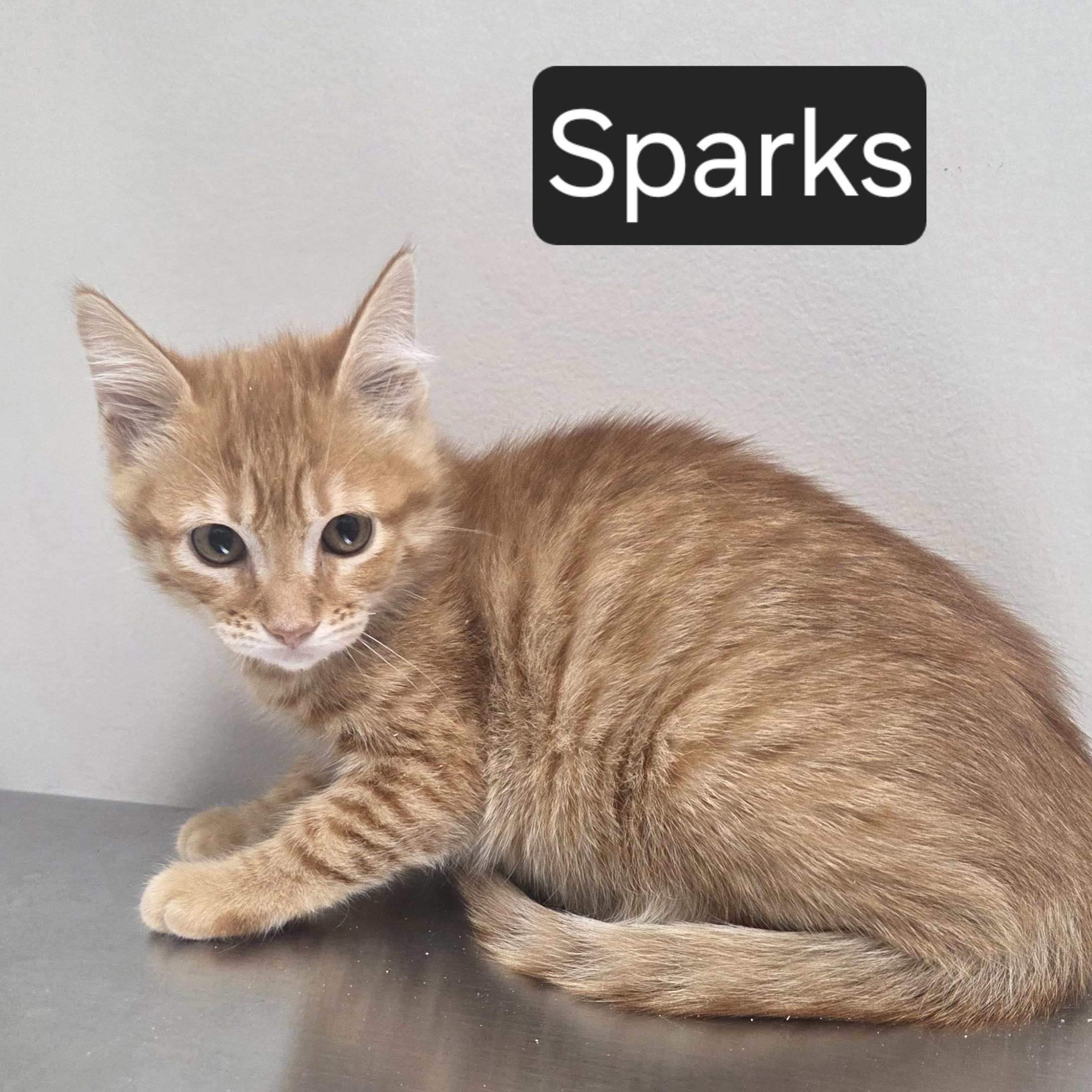 Sparks, ADOPTABLE, Kitten Male Domestic Short Hair.