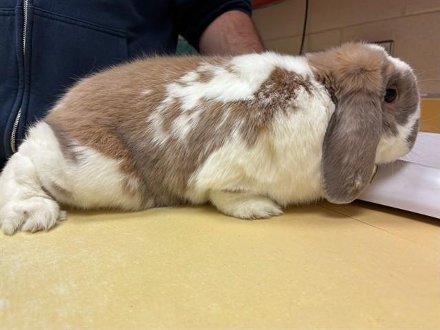 BROWNIE, Adoptable, Adult Male Bunny Rabbit & Holland Lop.