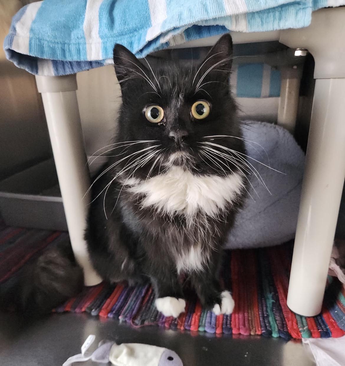 Enlarge Daphne, a ADOPTABLE mixed breed in Mendham, NJ image 1/1