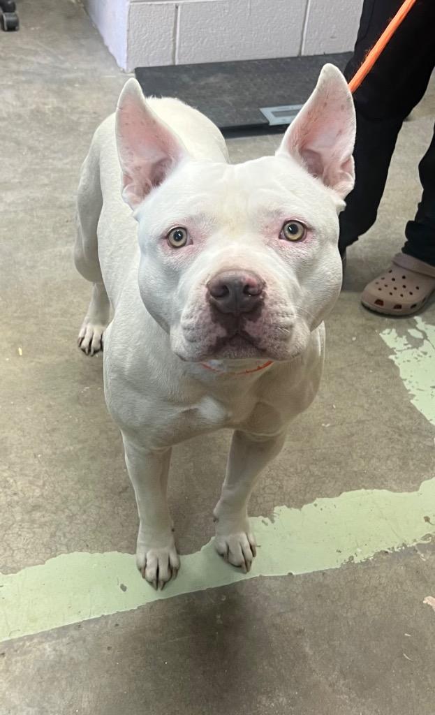 Hulk, Adoptable, Young Male Pit Bull Terrier.