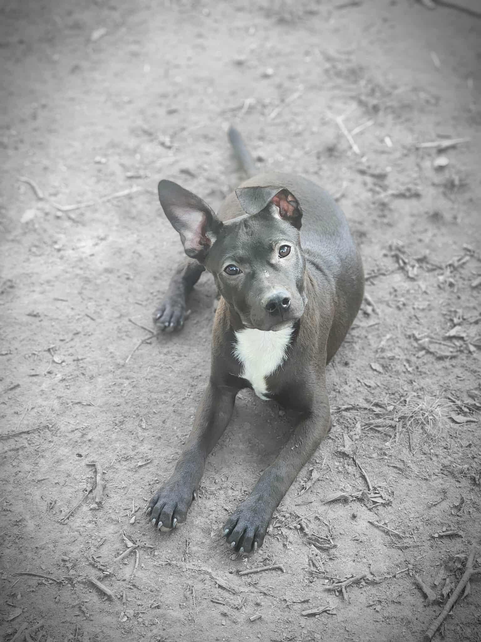 Enlarge Kai, a Adopted mixed breed in Pryor, OK image 1/6