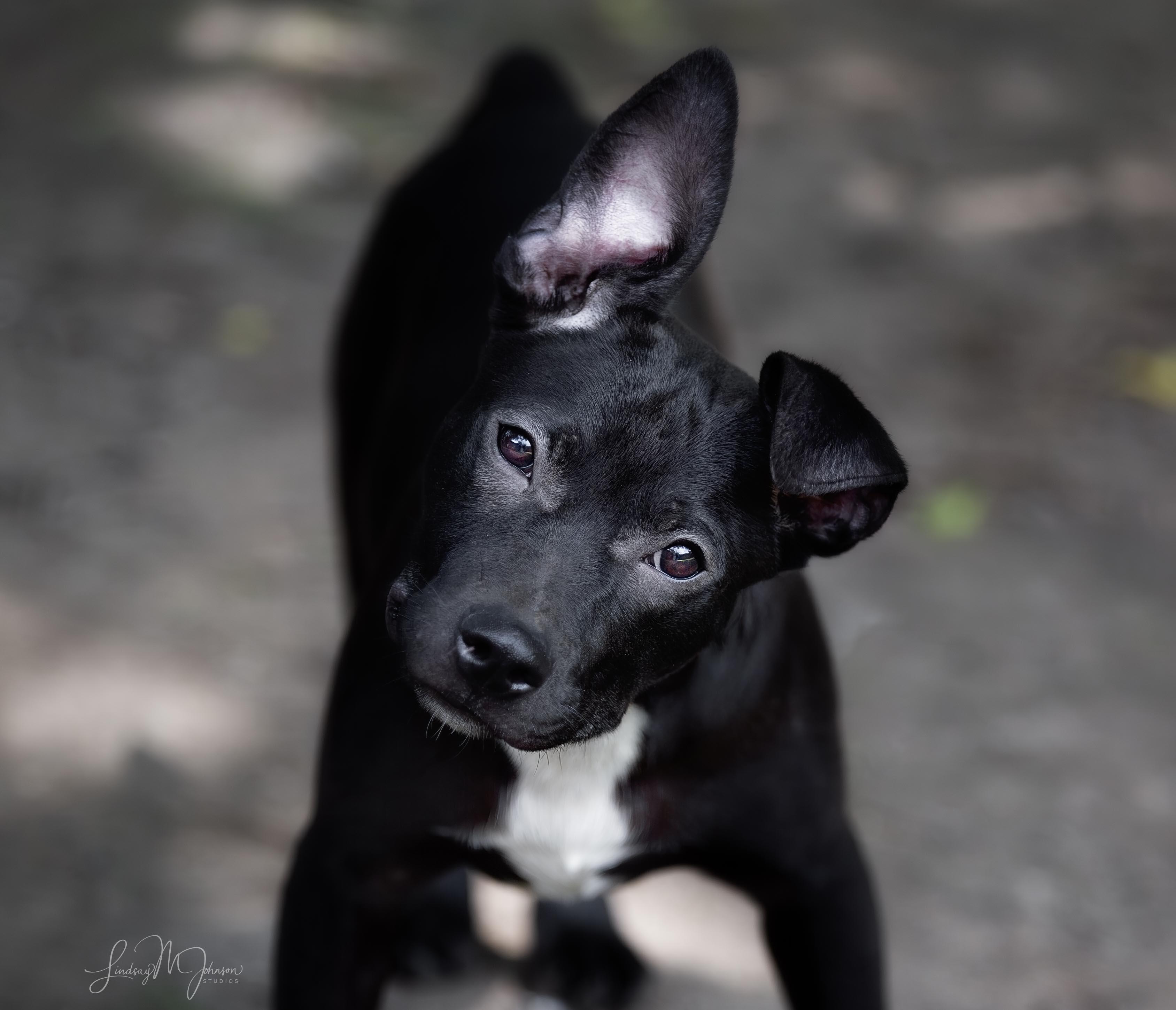 Enlarge Kai, a Adopted mixed breed in Pryor, OK image 3/6