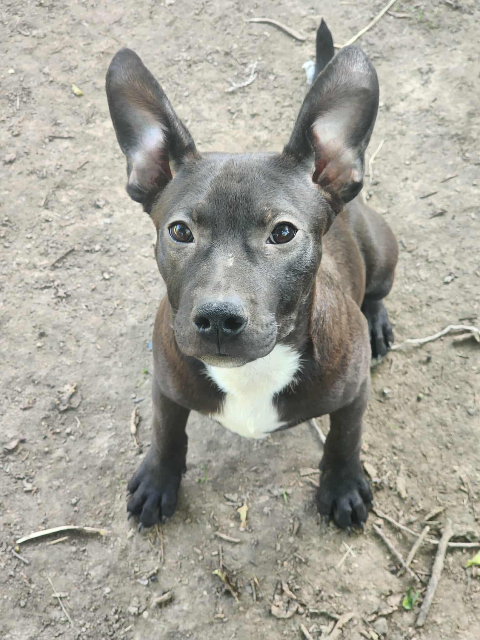 Enlarge Kai, a Adopted mixed breed in Pryor, OK image 4/6