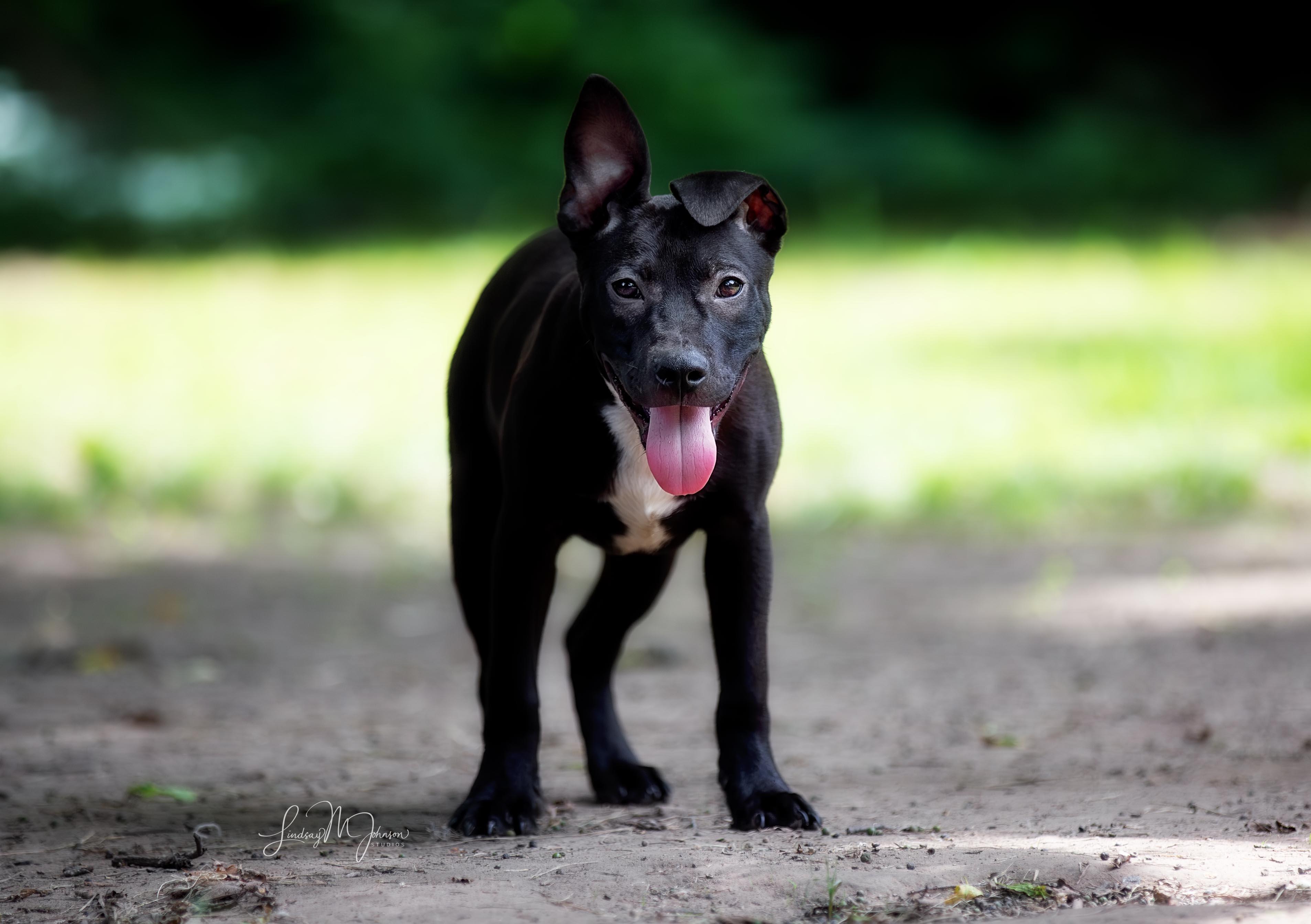 Enlarge Kai, a Adopted mixed breed in Pryor, OK image 5/6