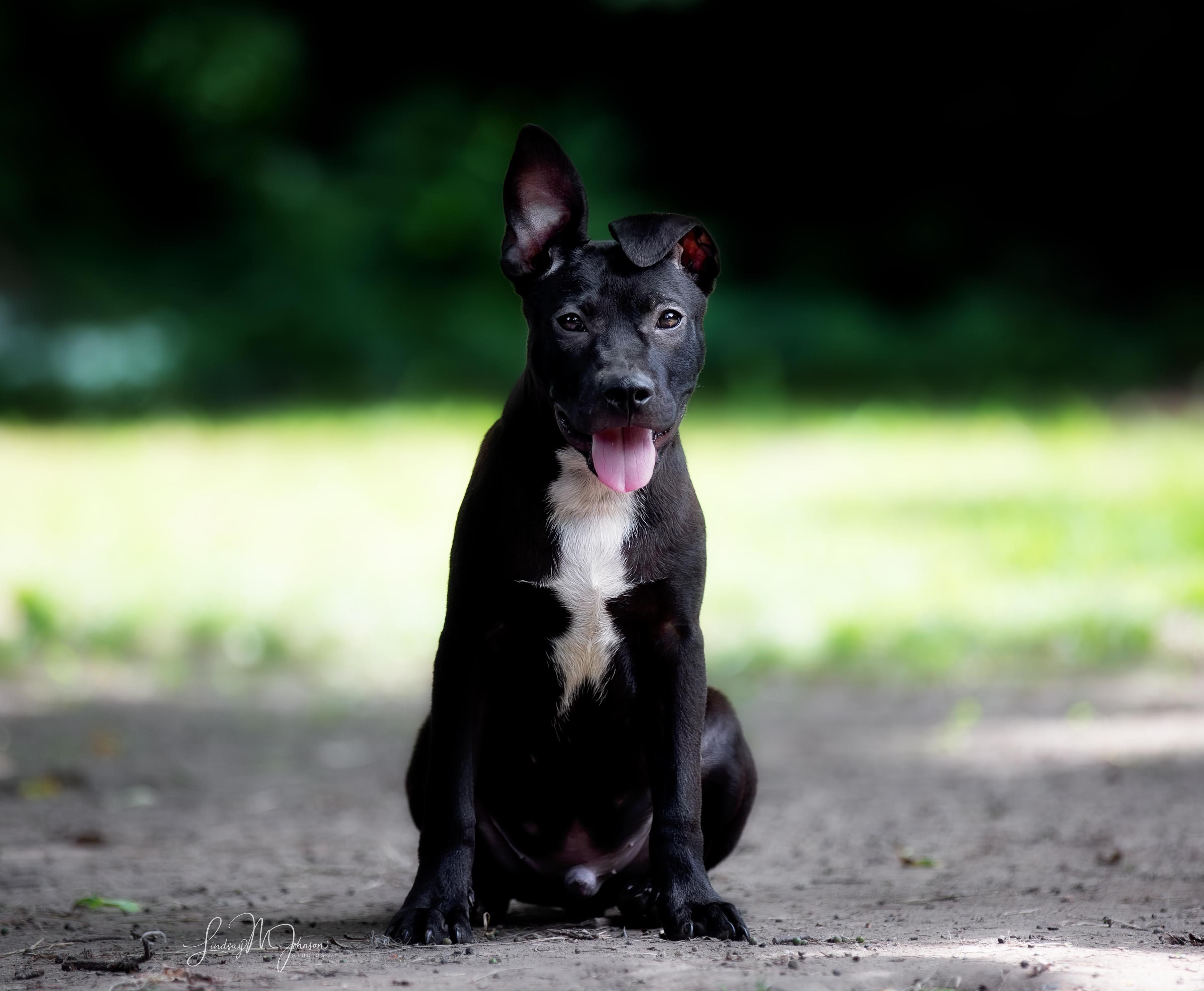 Enlarge Kai, a Adopted mixed breed in Pryor, OK image 6/6
