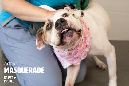 Masquerade, Adoptable, Adult Female Pit Bull Terrier & Mixed Breed.