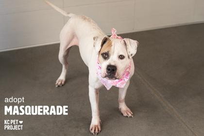 Enlarge Masquerade, a Adoptable mixed breed in Kansas City, MO image 2/3