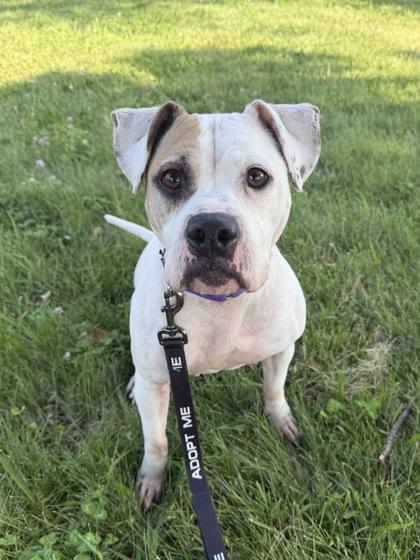 Enlarge Masquerade, a Adoptable mixed breed in Kansas City, MO image 3/3