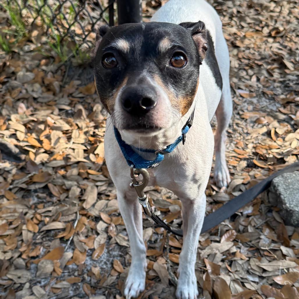 Fiji, Adoptable, Senior Male Mixed Breed.