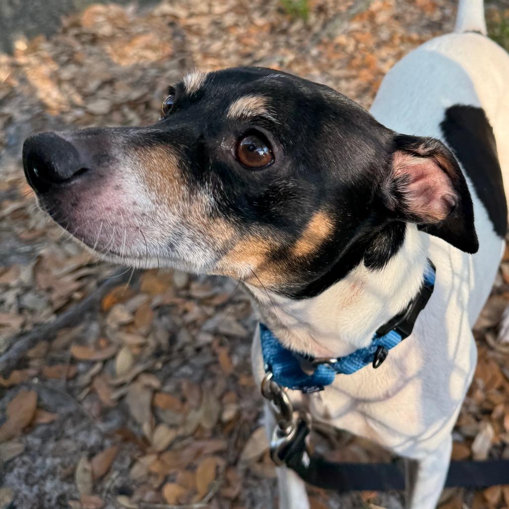 Fiji, a Adoptable Mixed Breed in Jacksonville, FL image 2/4