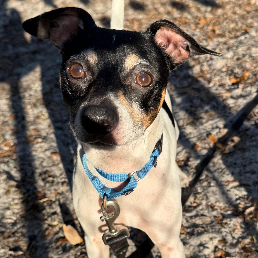 Fiji, a Adoptable Mixed Breed in Jacksonville, FL image 3/4
