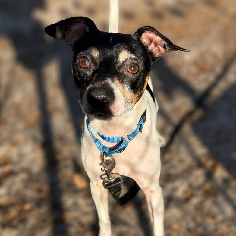 Fiji, a Adoptable Mixed Breed in Jacksonville, FL image 4/4