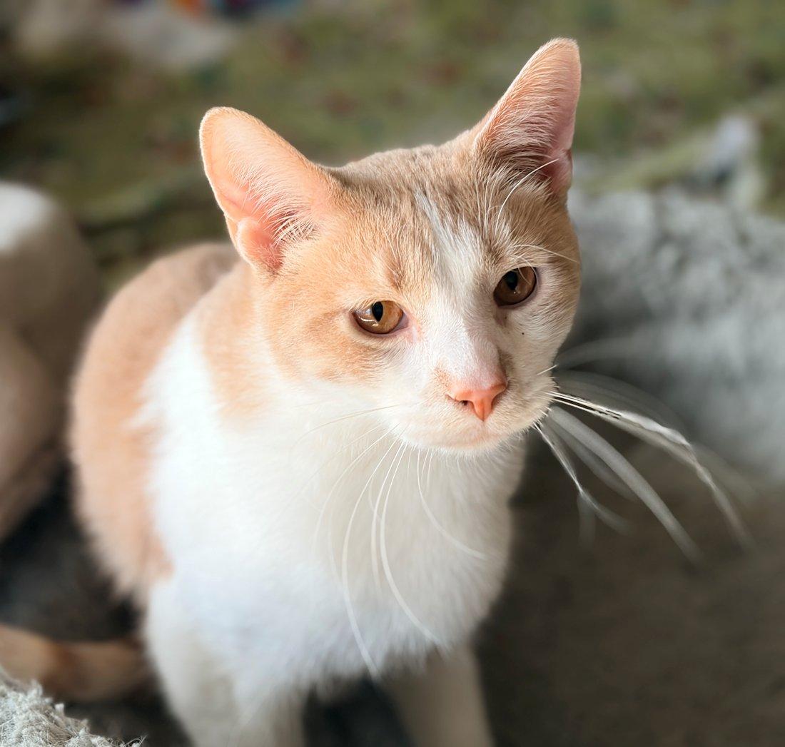 Enlarge Zen, an adoptable Domestic Short Hair in White Bear Lake, MN image 3/4