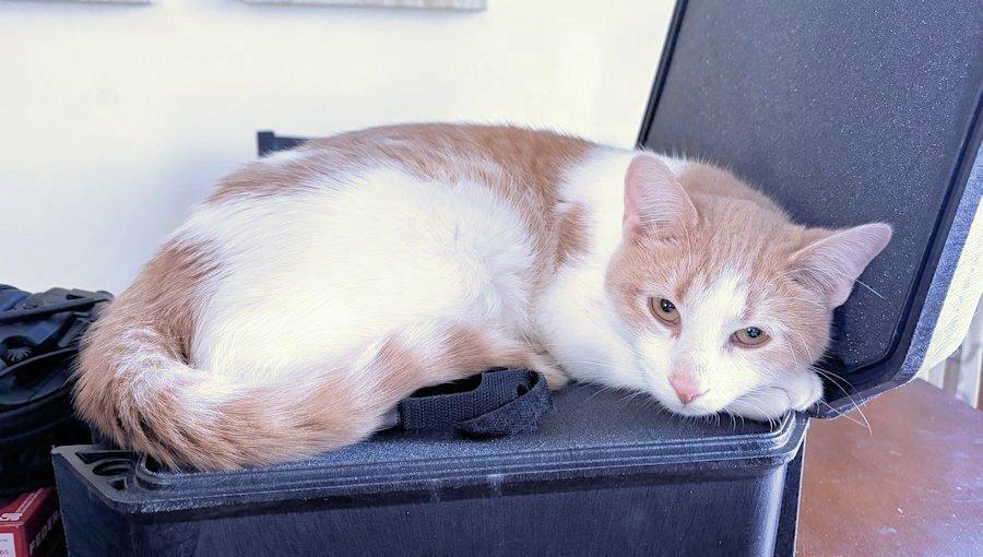 Enlarge Zen, an adoptable Domestic Short Hair in White Bear Lake, MN image 4/4