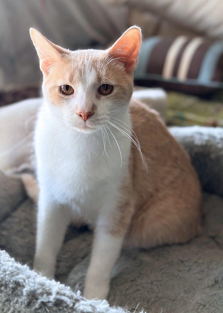 Enlarge Zen, an adoptable Domestic Short Hair in White Bear Lake, MN image 1/4