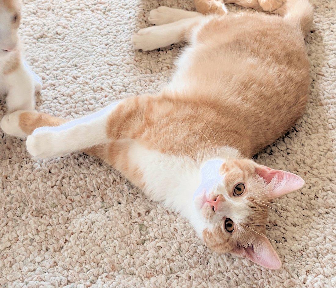 Enlarge Zen, an adoptable Domestic Short Hair in White Bear Lake, MN image 2/4