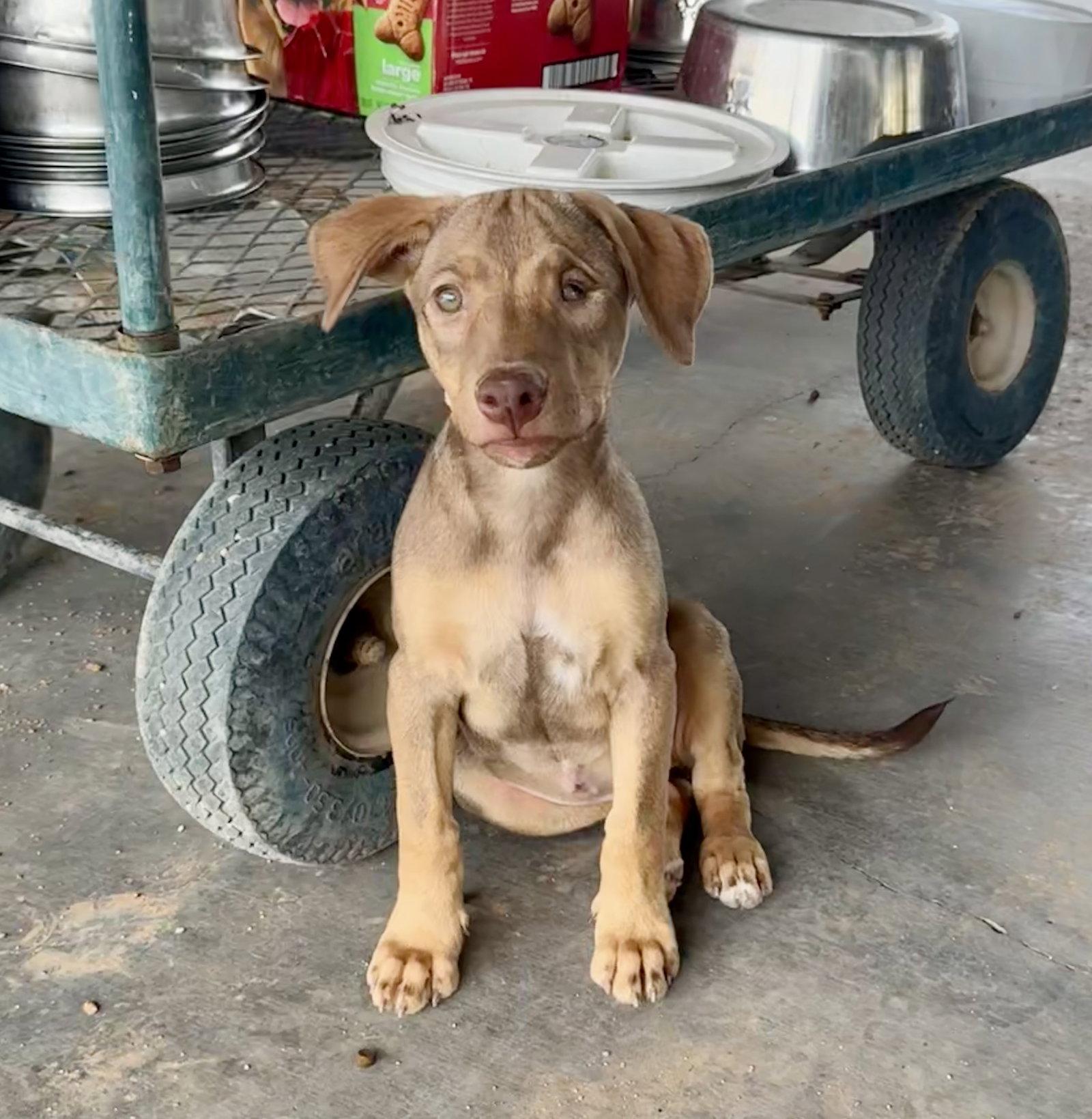 Noosey, Adopted, Puppy Female Mixed Breed.
