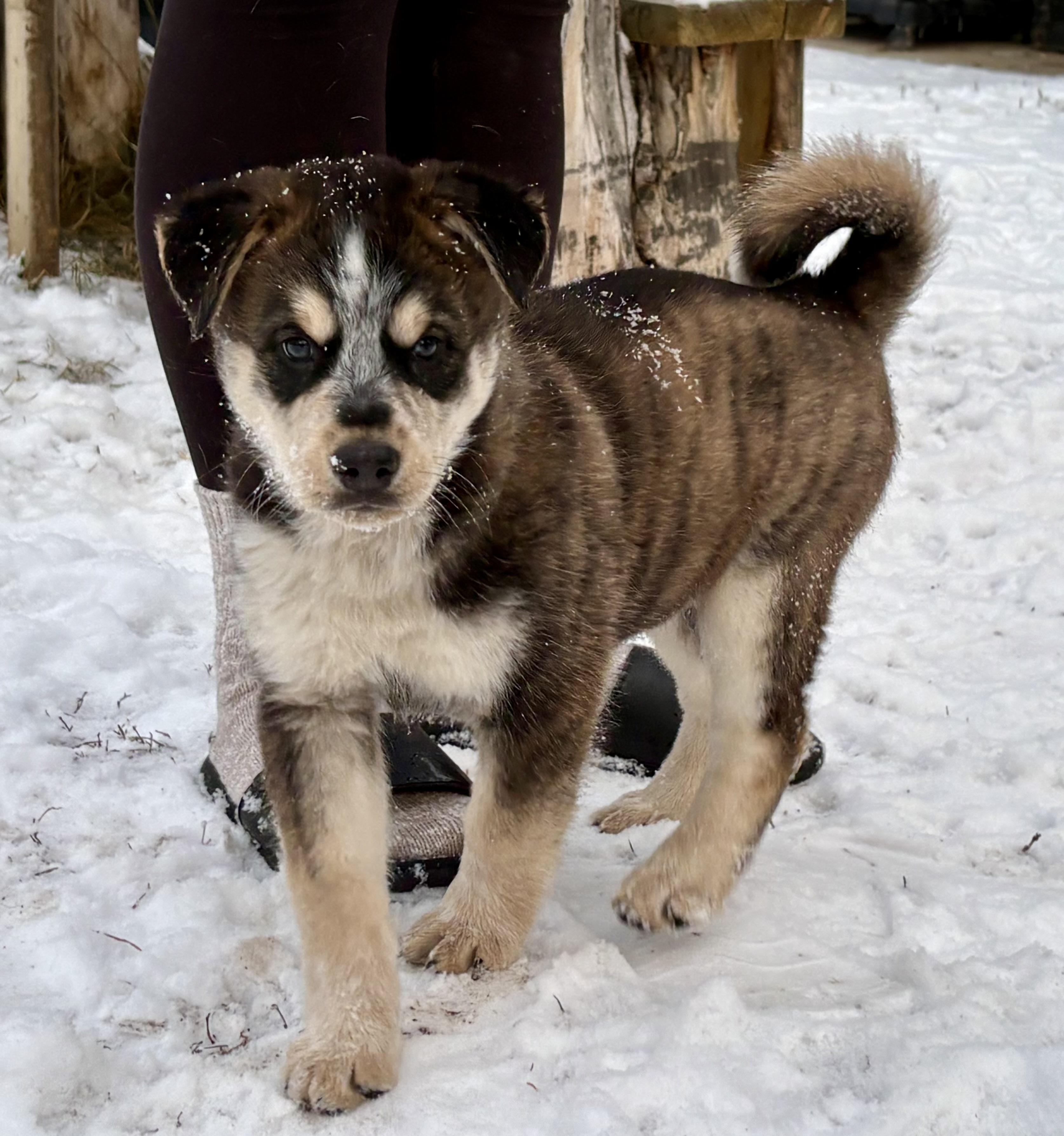 Puppy B, a Adoptable mixed breed in Saskatoon, SK image 3/6