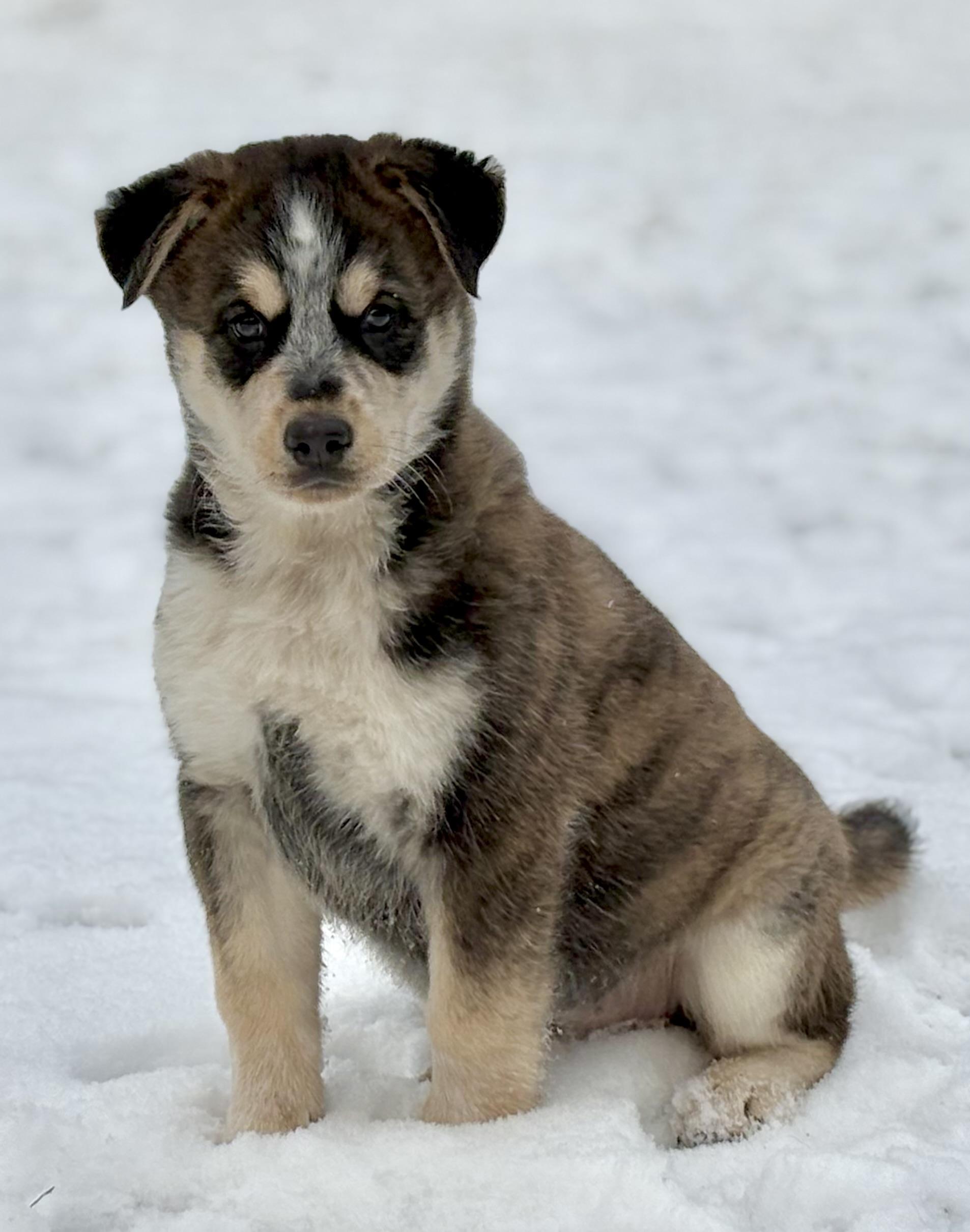 Puppy B, a Adoptable mixed breed in Saskatoon, SK image 6/6