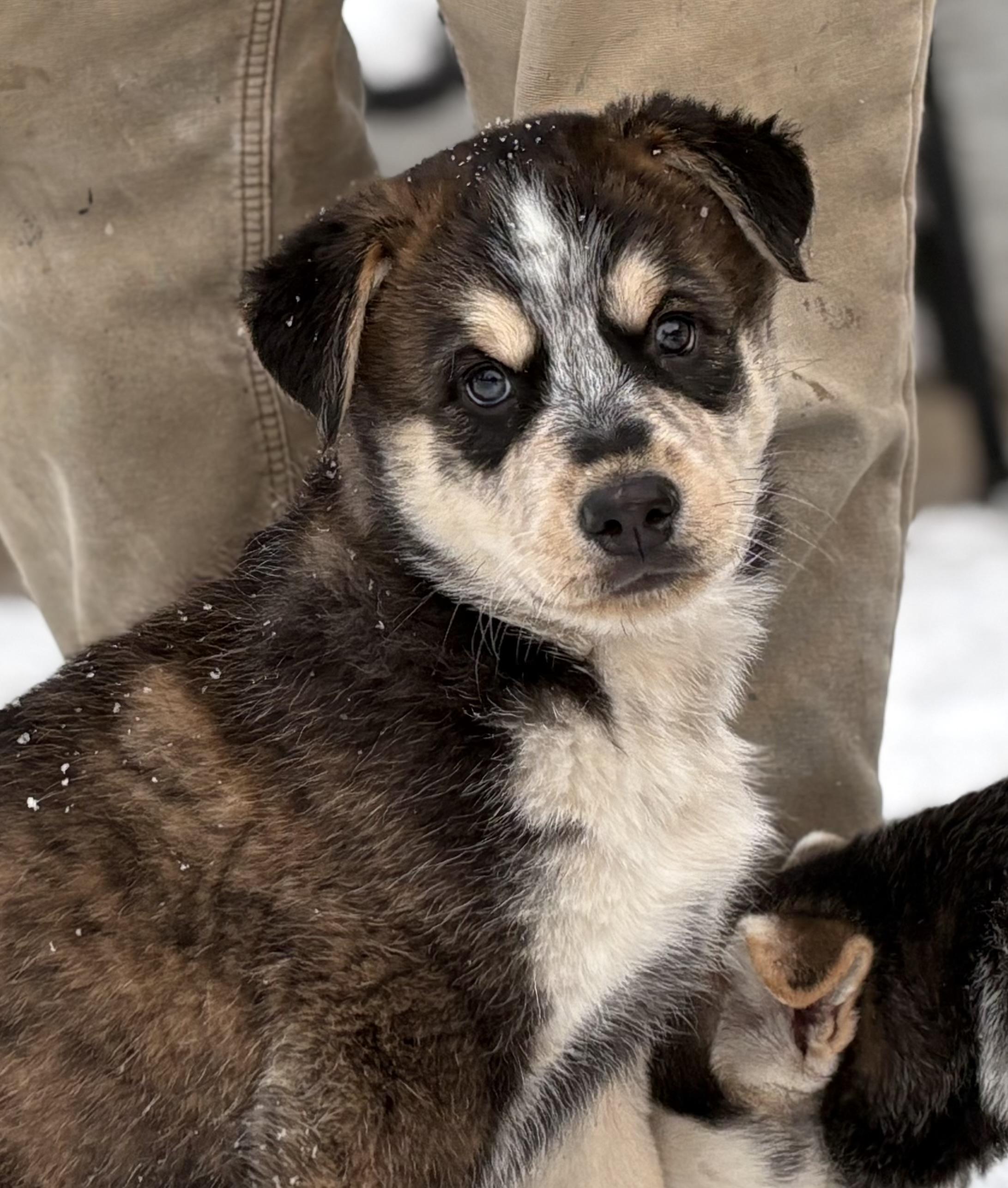 Puppy B, a Adoptable mixed breed in Saskatoon, SK image 2/6
