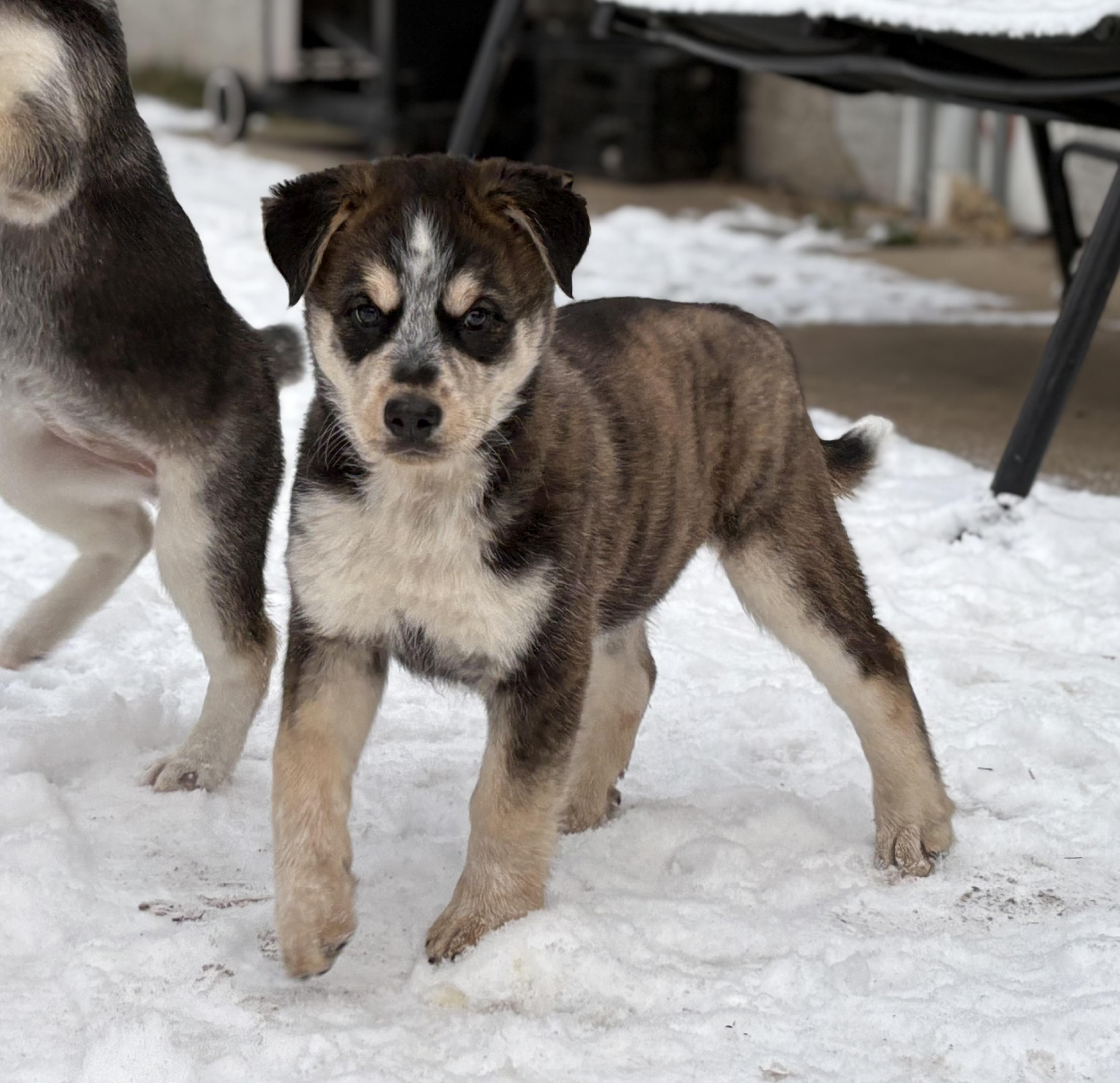 Puppy B, a Adoptable mixed breed in Saskatoon, SK image 4/6