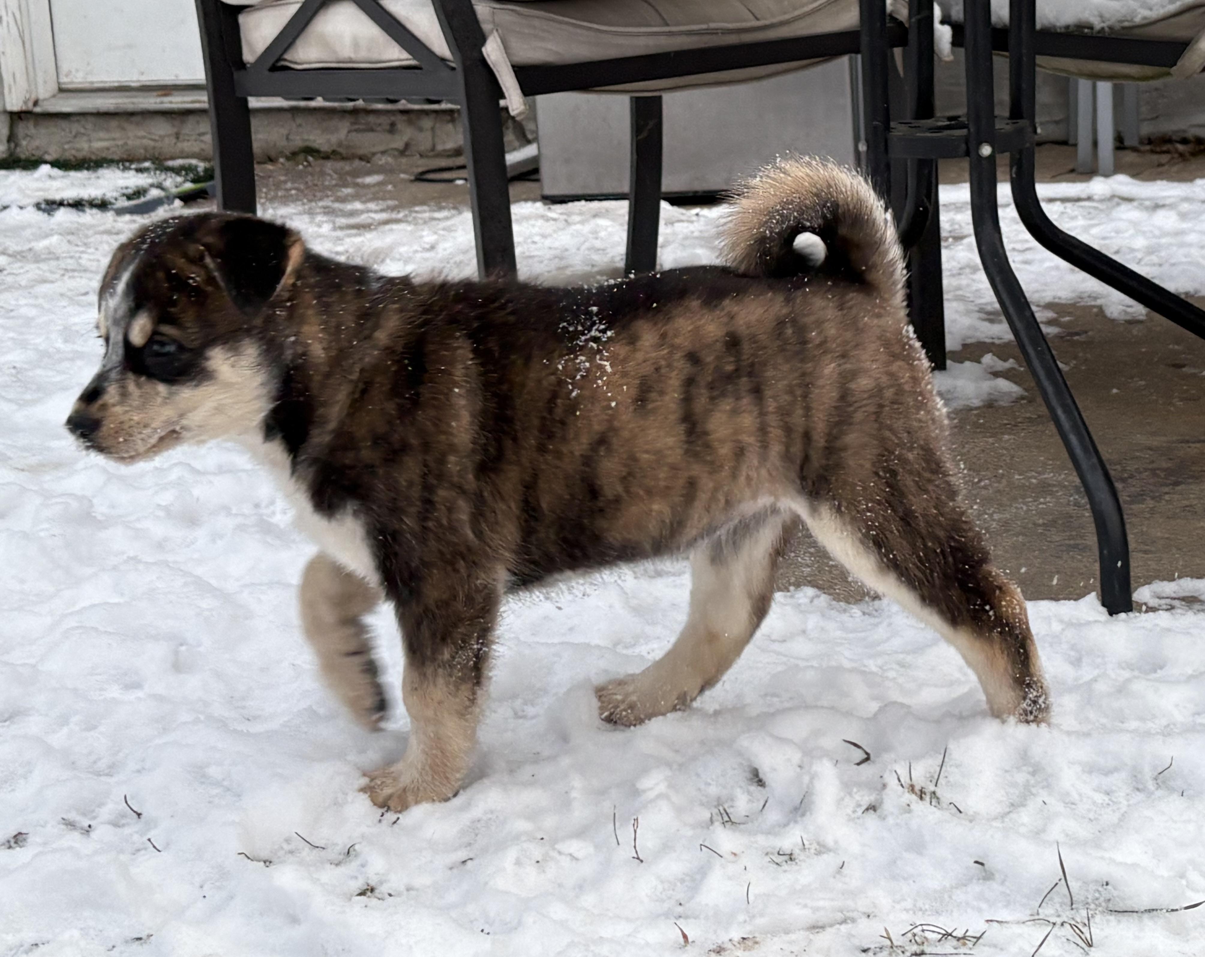 Puppy B, a Adoptable mixed breed in Saskatoon, SK image 5/6