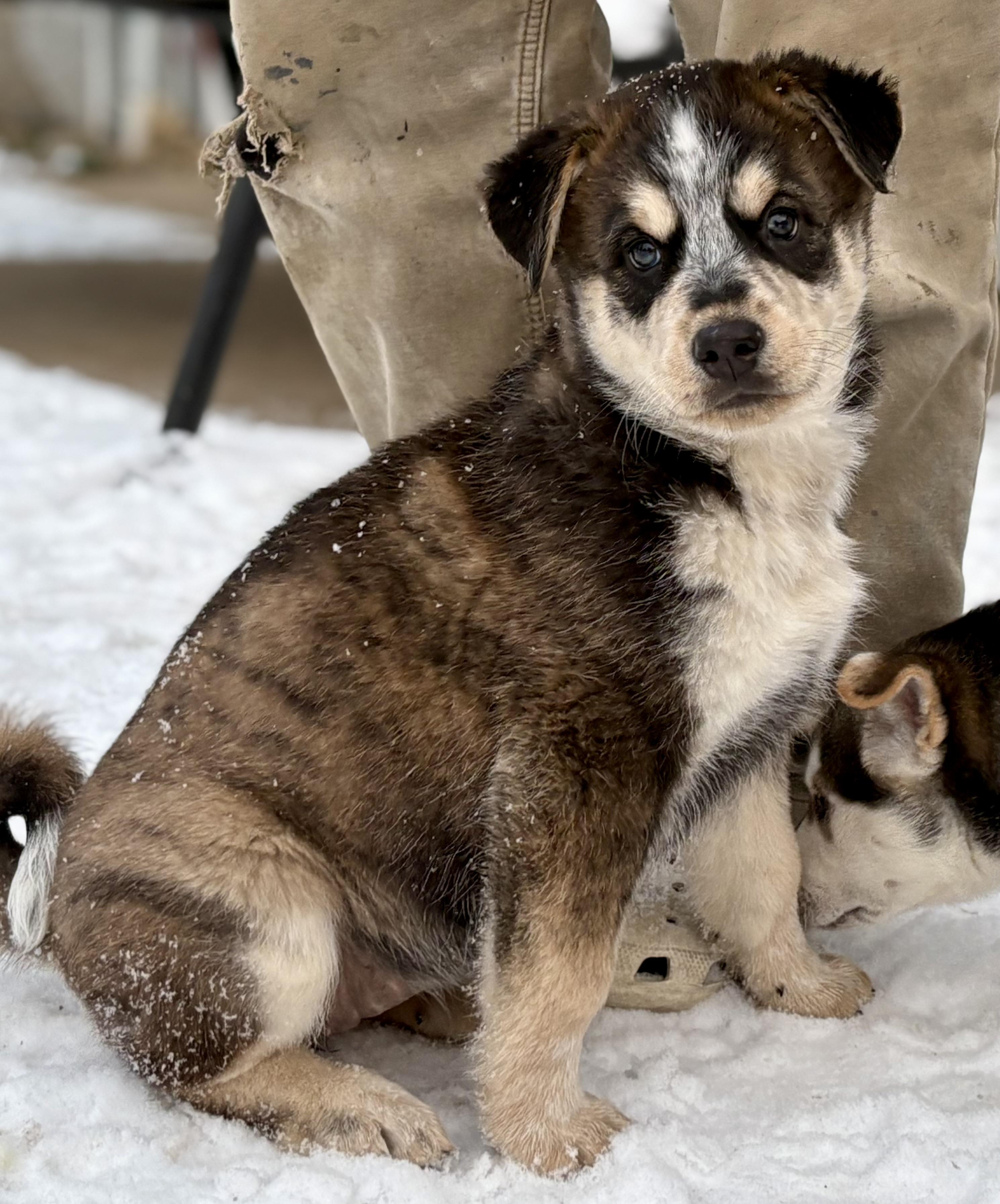 Puppy B, a Adoptable mixed breed in Saskatoon, SK image 1/6