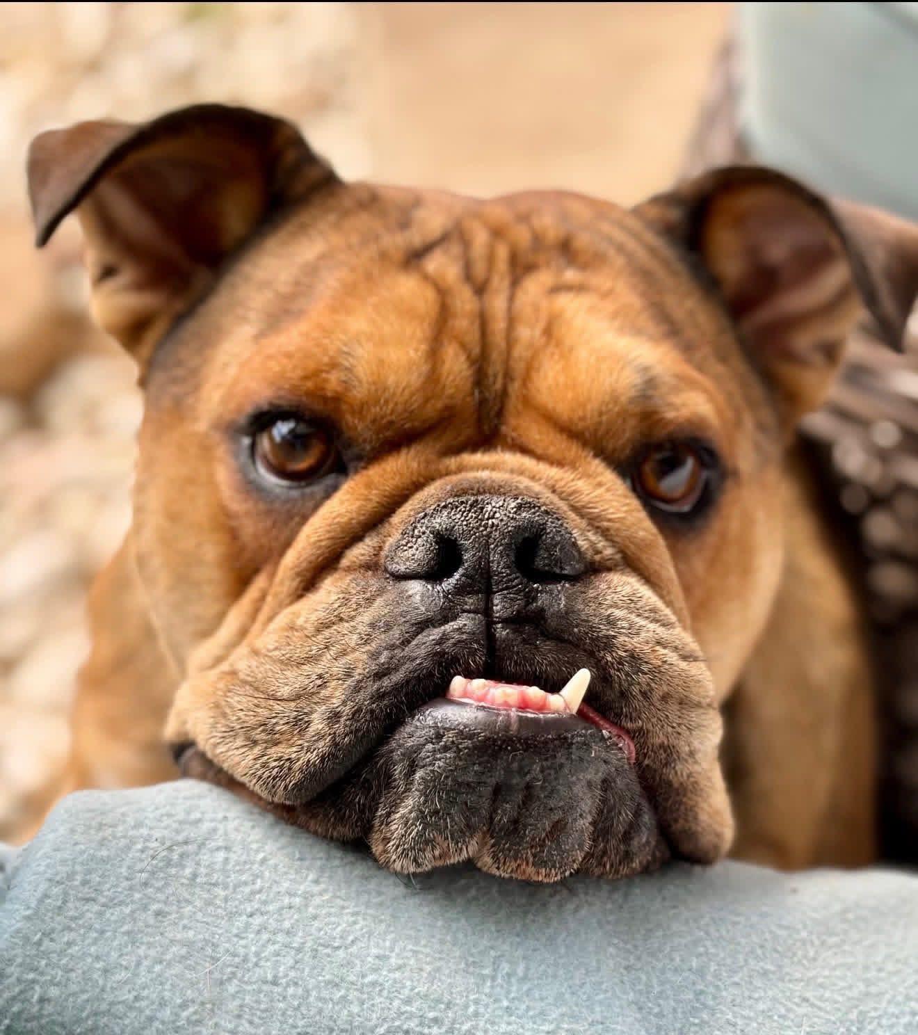 Cowboy, a ADOPTABLE English Bulldog in Baton Rouge, LA image 1/3