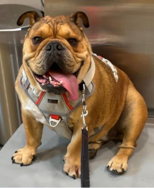 Cowboy, a ADOPTABLE English Bulldog in Baton Rouge, LA image 2/3