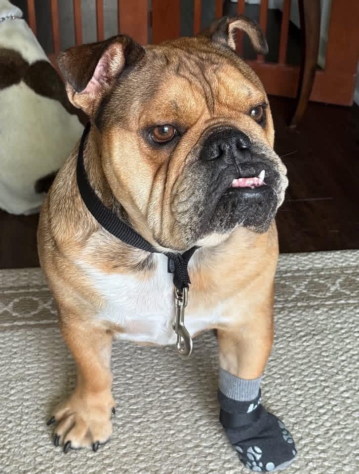 Cowboy, a ADOPTABLE English Bulldog in Baton Rouge, LA image 3/3