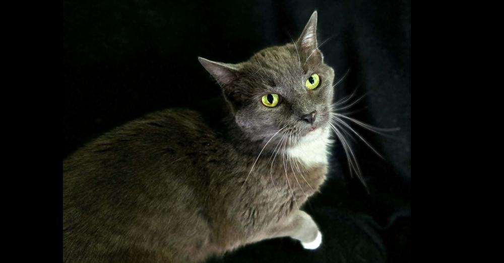 Earl Gray, a Adoptable Domestic Short Hair in Springdale, PA image 1/2