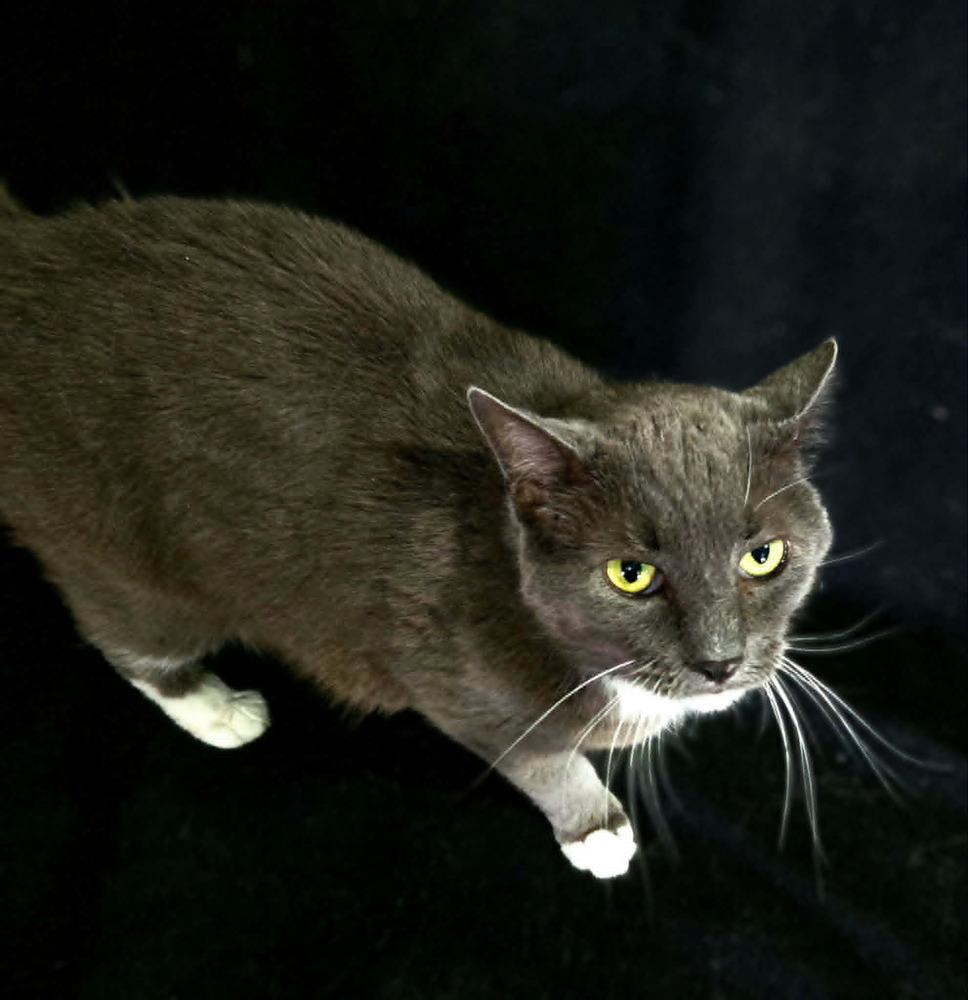 Earl Gray, a Adoptable Domestic Short Hair in Springdale, PA image 2/2