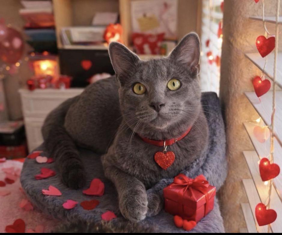 Enlarge Zinc , a ADOPTABLE Domestic Short Hair in Oakley, CA image 1/5