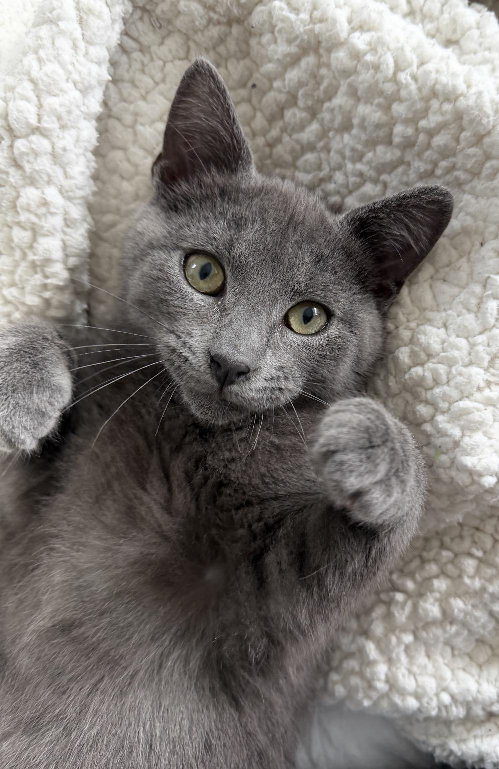 Enlarge Zinc , a ADOPTABLE Domestic Short Hair in Oakley, CA image 3/5