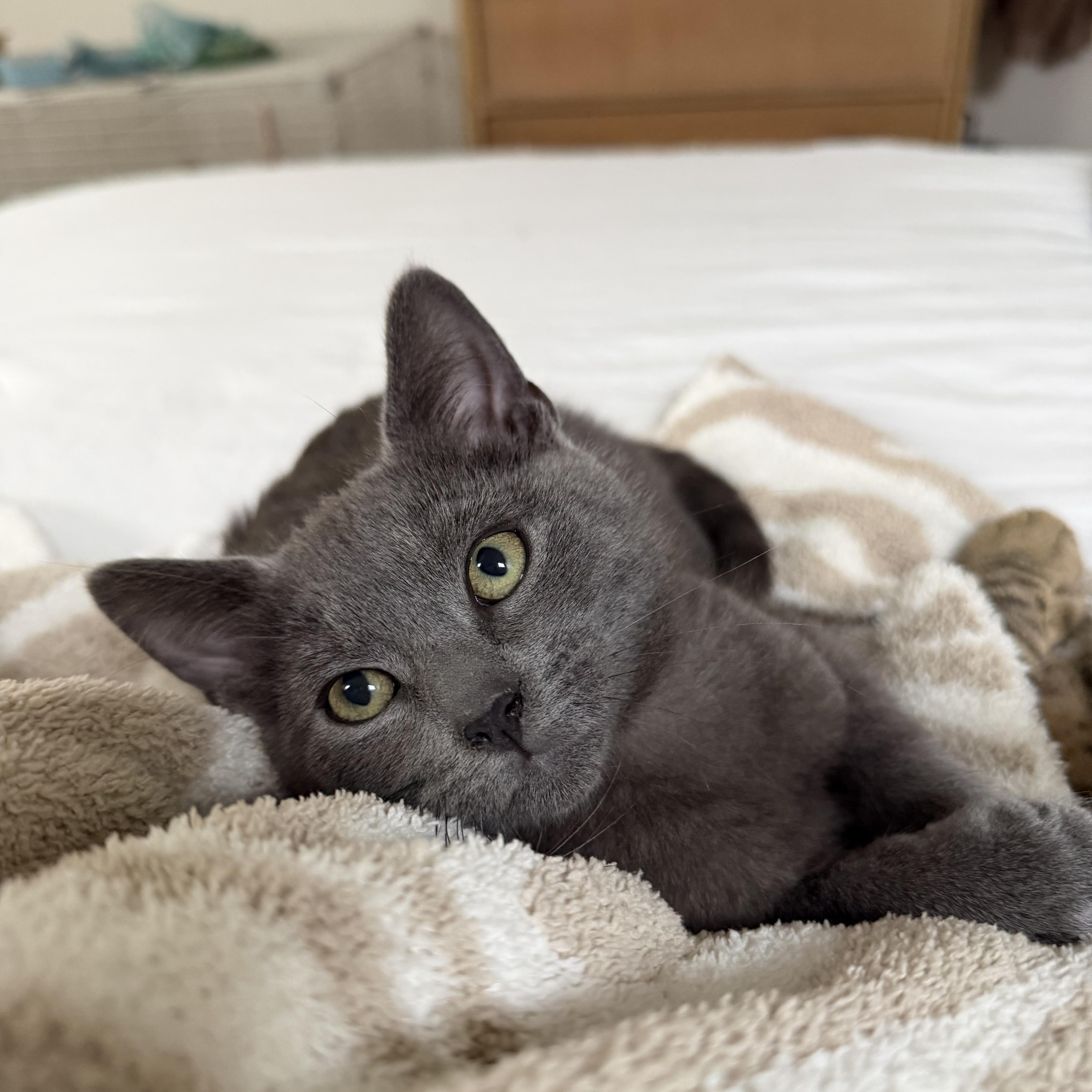 Enlarge Zinc , a ADOPTABLE Domestic Short Hair in Oakley, CA image 2/5