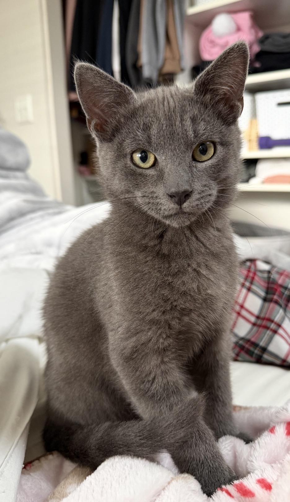 Enlarge Zinc , a ADOPTABLE Domestic Short Hair in Oakley, CA image 4/5