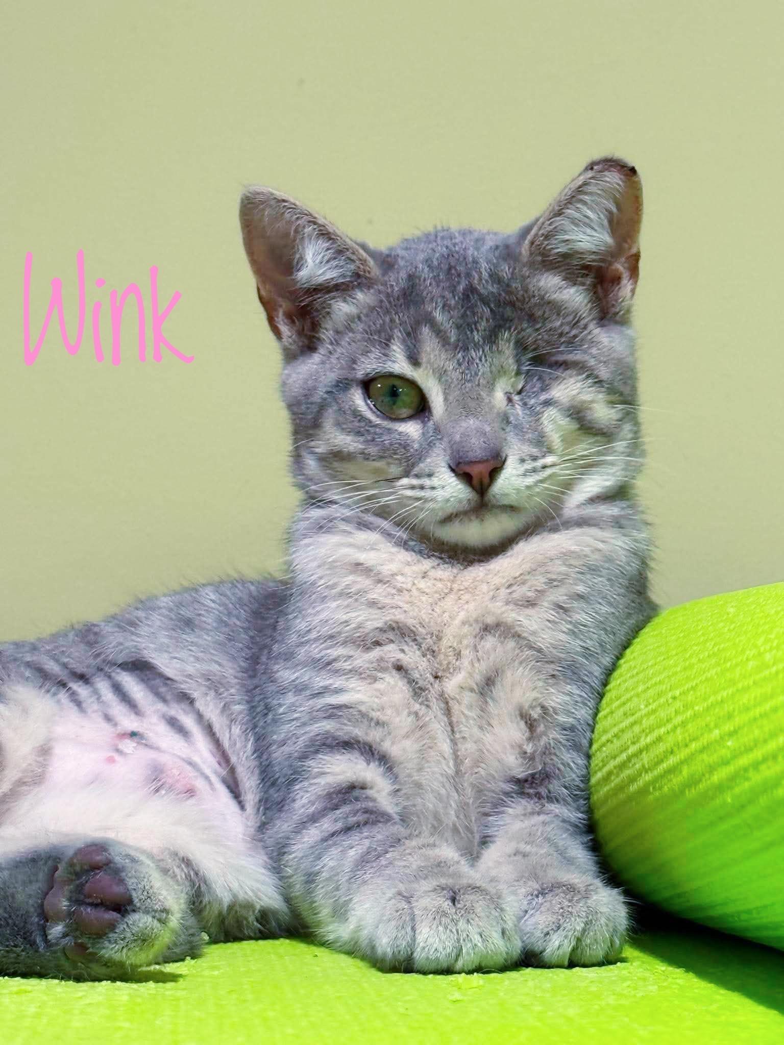 Wink, adopted, Kitten Female Domestic Short Hair.