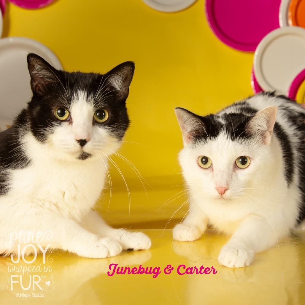 Carter, Adoptable, Adult Male Domestic Short Hair.