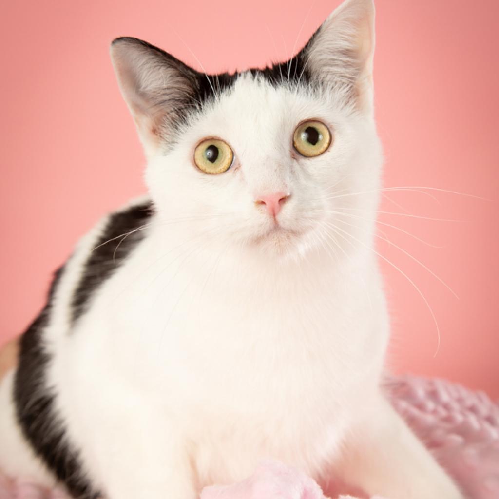 Carter, a Adoptable Domestic Short Hair in Springfield, MO image 2/6