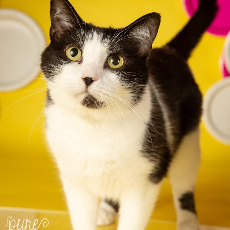 Carter, a Adoptable Domestic Short Hair in Springfield, MO image 3/6