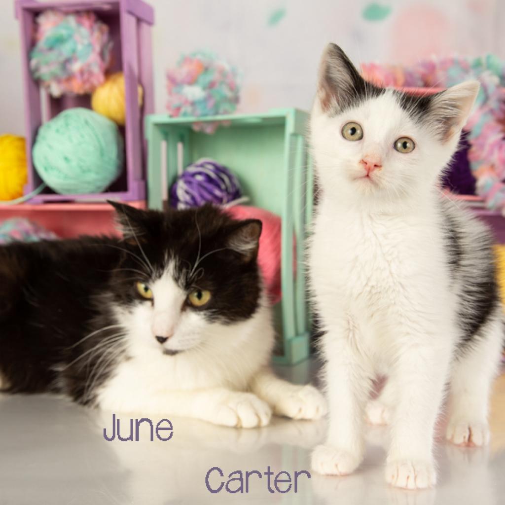 Carter, a Adoptable Domestic Short Hair in Springfield, MO image 4/6